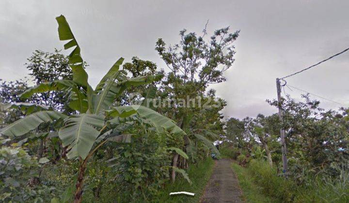 Tanah kebun catur kintamani bangli 2