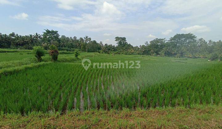 Tanah sawah petang badung  2