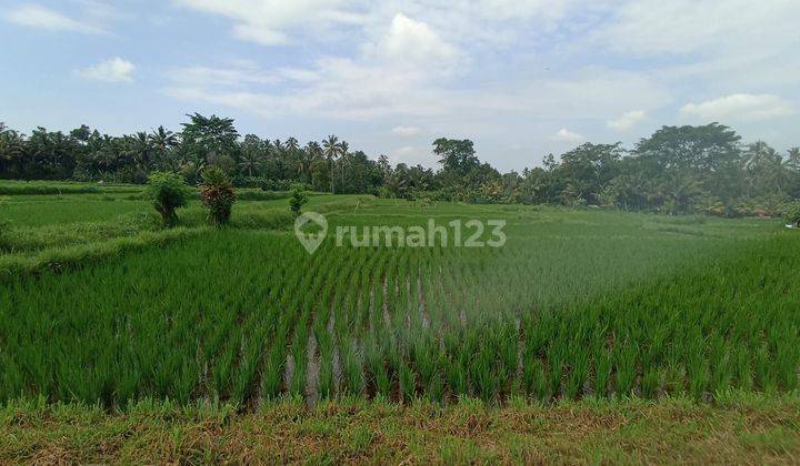 Tanah sawah petang badung  1