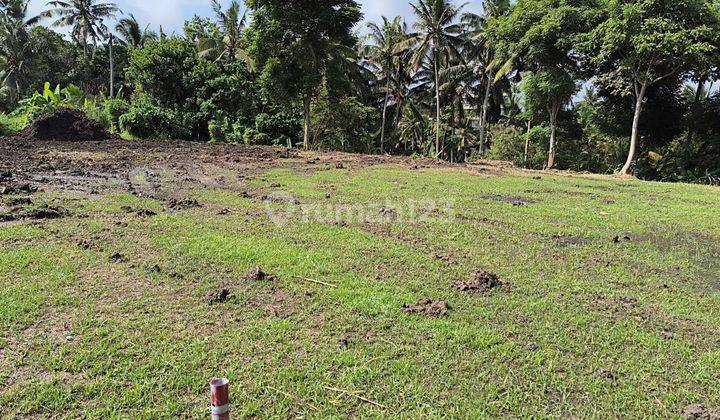 Land view of Ubud river rice fields 2