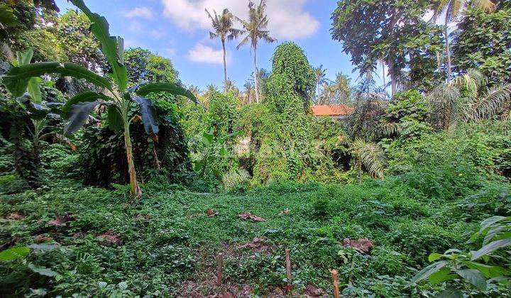 Land with view of the Ubud rice fields river  1