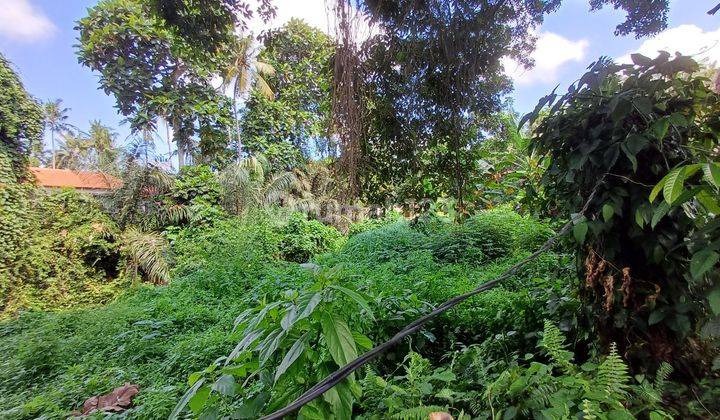 Land with view of the Ubud rice fields river  2