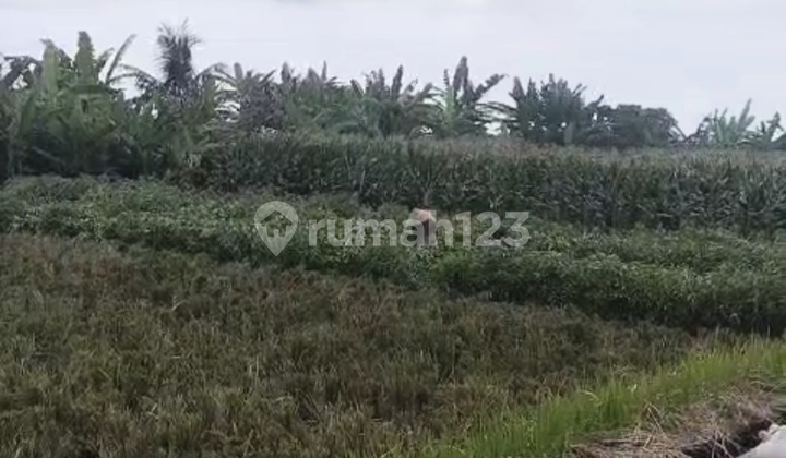Tanah Pantai Pasut Tibubiyu Tabanan
