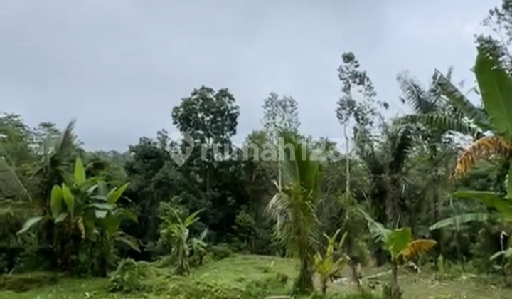 Tanah View Hutan Timbul Tampaksiring