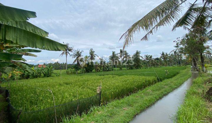 Tanah Kavling Premium View Sawah Dekat Pantai Di Gubug Tabanan 2