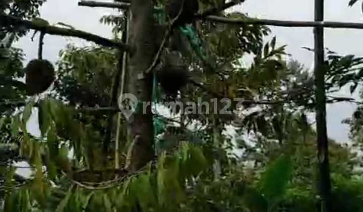 Kebunrah Rik.nw308 Land