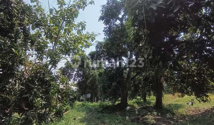 Sell Mango Orchard Land Area 1817 m2 in Bangil Pasuruan, near tourist attractions