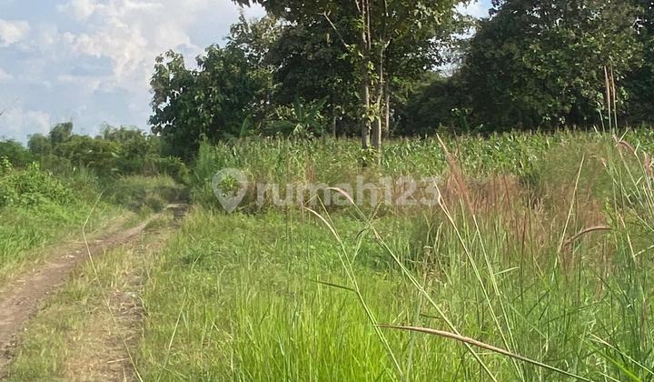 Tanah Gudang Industri Driyorejo Kedamean Gresik