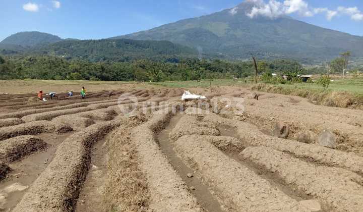 Tanah Siap Bangun Raya Petak Pacet Tanah Siap Bangun Raya Petak Pacet