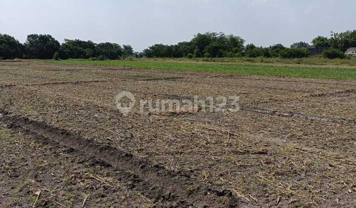 Ngoro Jombang Industrial Warehouse Land Ngoro Jombang Industrial Warehouse Land