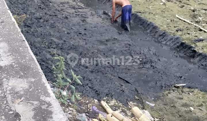 Tanah Tambak Gending Probolinggo Tanah Tambak Gending Probolinggo