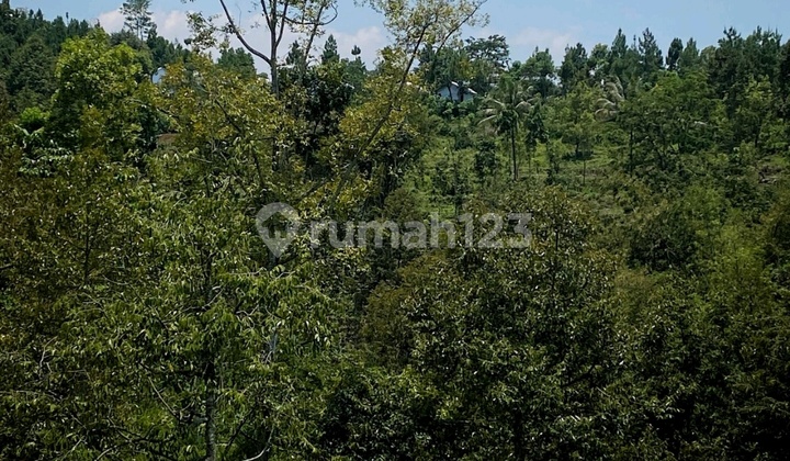 Investment in Wonosalam Jombang Land: Exotic Mountain View Investment in Wonosalam Jombang Land: Exotic Mountain View