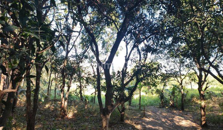 Tanah cocok untuk cafe LT 8645 di kawasan gunung klotok kediri 2