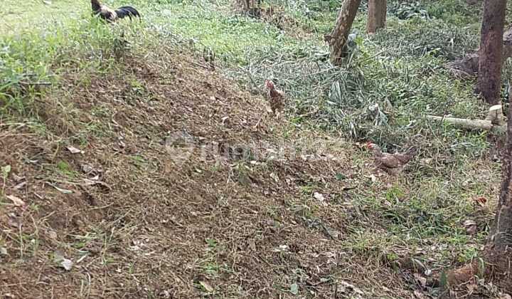 Dijual Tanah Harga Bagus Di Cijayanti Sentul