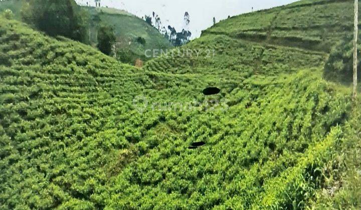 Kavling Perkebunan Teh Karet Cengkeh Ds Mekarjaya Sukabumi 2