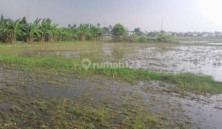 Lahan Sawah Luas 7 Ha Murah di Sepatan Tangerang 1