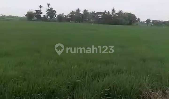 Tanah Luas 10 ha Surat SHM dan AJB Lokasi Pakuhaji Sepatan