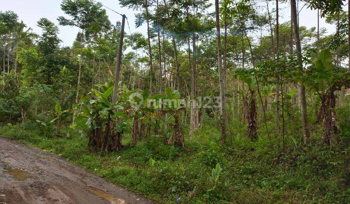 Lahan Tambang Emas Bersetifikat Daerah Ciemas, Sukabumi 2