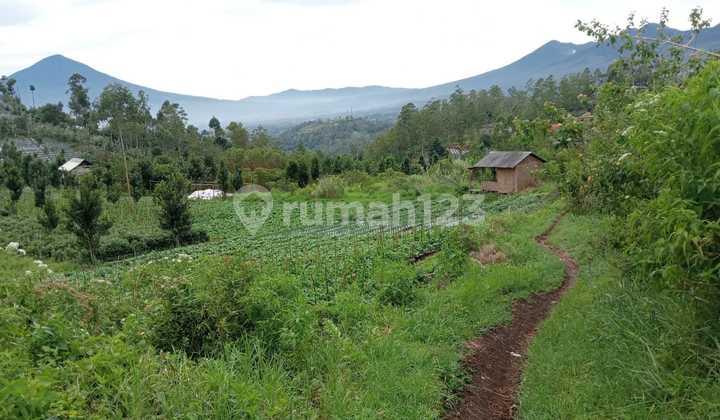 Murah Banget Tanah Lahan Kebun di Samarang, Cisarua Garut Murah Banget Tanah Lahan Kebun di Samarang, Cisarua Garut