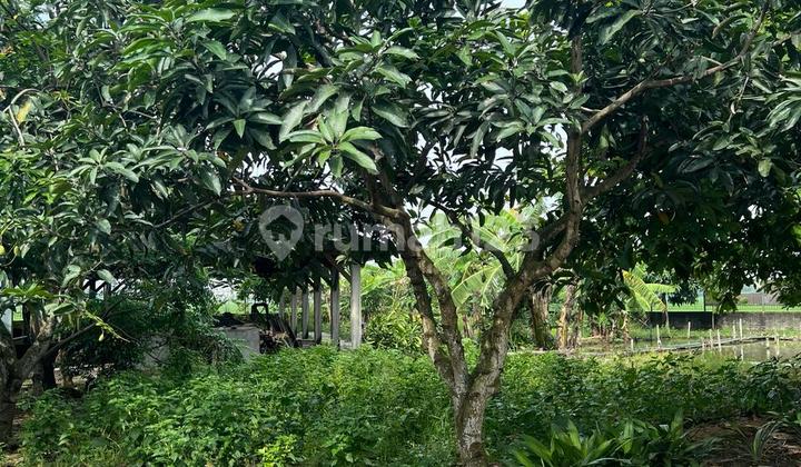 Dijual Cepat Tanah Luas 1500M2 di Jababeka