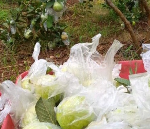 Kebun Buah Produktif Cck Utk Investasi Jangka Panjang di Cianjur Kebun Buah Produktif Cck Utk Investasi Jangka Panjang di Cianjur