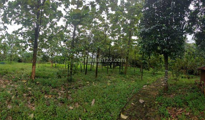 Dijual Murah Lahan Seluas 4000 m² Taman Sari, Setu Kabupaten Bekasi 1