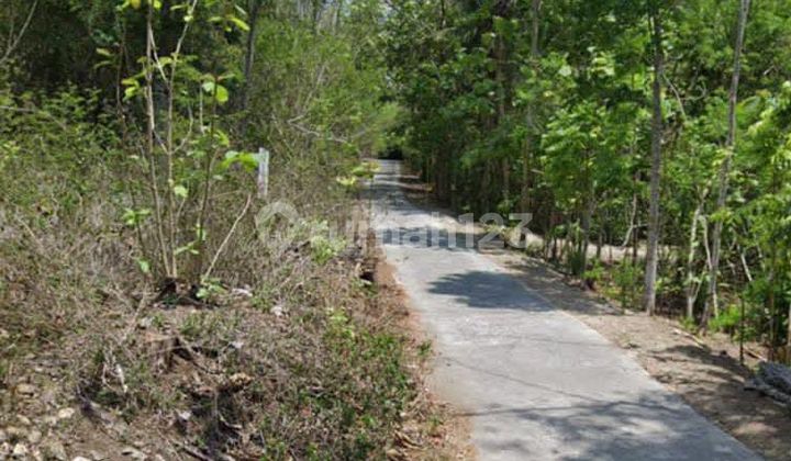 Kintamani, Plantation Land For Long Term Lease 