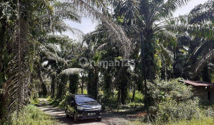 Dijual Tanah Kebun Sawit Jl.maharatu,palas Pekanbaru Riau 1