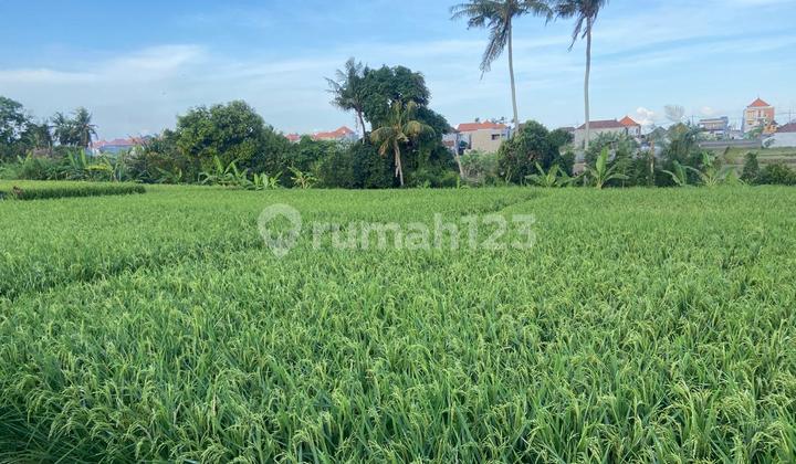 Tanah Sawah Murah Batubulan Gianyar Bali