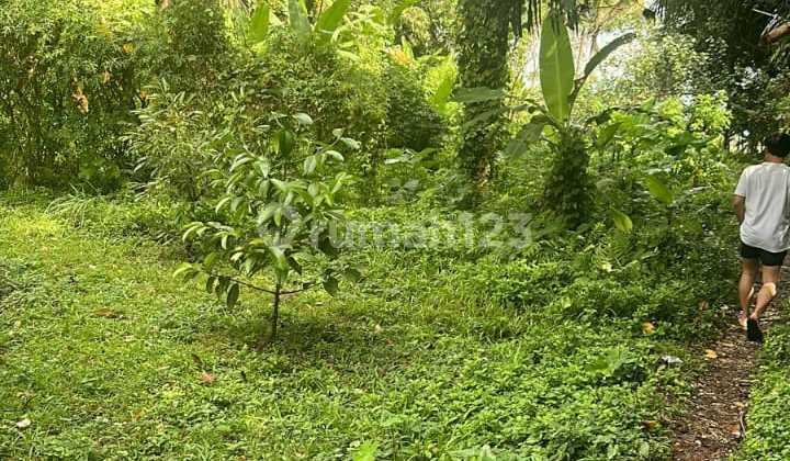 Tanah Murah Dekat Pasar Abiansemal Badung Bali