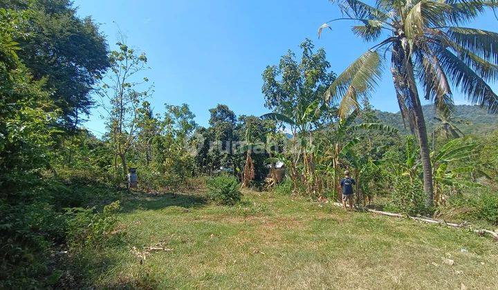 Tanah Kebun Luas  Murah Seririt Buleleng bali 2