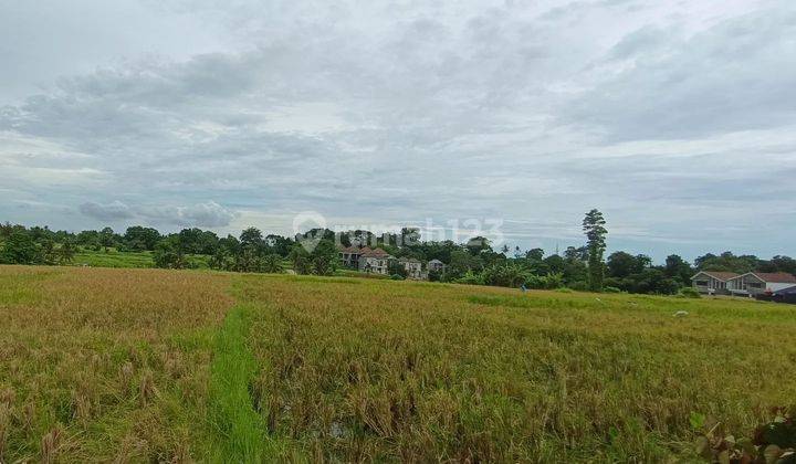 Tanah Kavling Murah Pantai Kedungu Tabanan bali  2