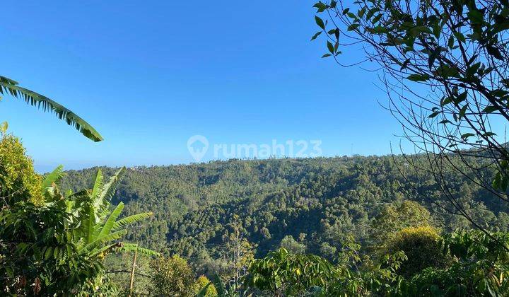 Tanah Kebun Cengkeh munduk Buleleng Bali 2