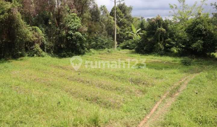 Tanah Kebun Murah View Sungai Dan Sawah Apuan Tabanan Bali Tanah Kebun Murah View Sungai Dan Sawah Apuan Tabanan Bali