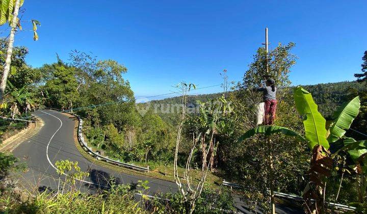 Tanah Kebun Cengkeh munduk Buleleng Bali 1