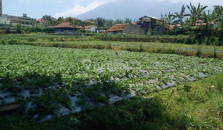 Tanah Cocok Untuk Kebun Villa Di Pacet Ciherang Cianjur 2