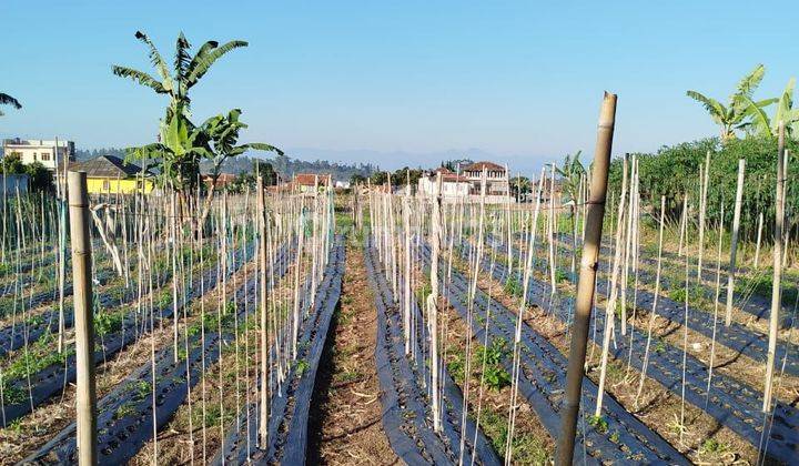 Tanah Bentuk Kotak Rata di Parongpong Cihanjuang Rahayu Bandung 2