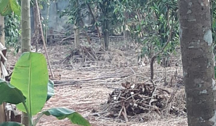 Prime land priced by the plot, with a nest of wallets in Kalijati Subang.