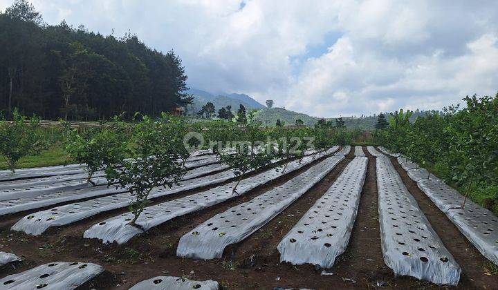 Tanah Subur dan Datar di Cipada Bandung Barat 1