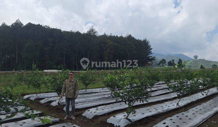 Tanah Subur dan Datar di Cipada Bandung Barat 2