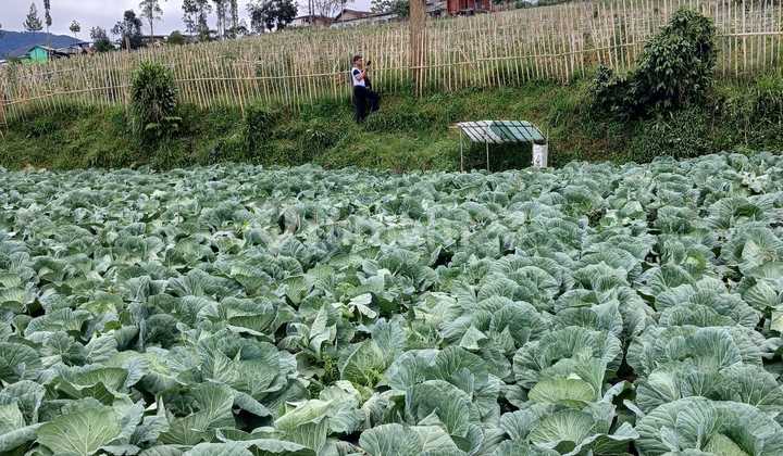 Tanah Mainroad Pangalengan View Situ Cileunca Tanah Mainroad Pangalengan View Situ Cileunca