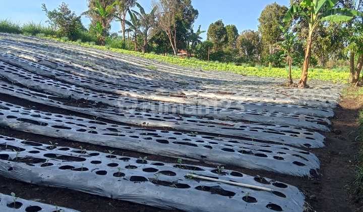 Dijual Murah Tanah Kebun Luas 2000 M2. Lokasi Pinggir Jalan. Cisarua. Lembang. Bandung . Dijual Murah Tanah Kebun Luas 2000 M2. Lokasi Pinggir Jalan. Cisarua. Lembang. Bandung .