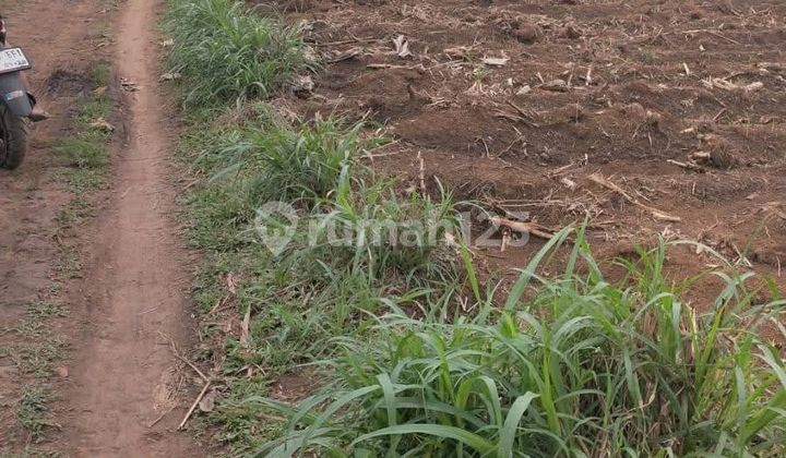 Di Lahan Zona Kuning Lokasi Singosari Malang