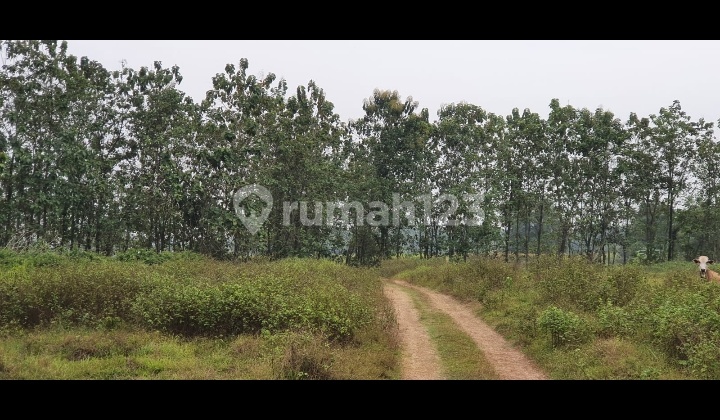 Dijual Cepat Tanah Kosong di Ciangir Legok Tangerang Nego Sampai Jadi
