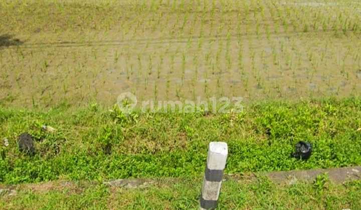 Cheap Land Near Sragen Toll Gate