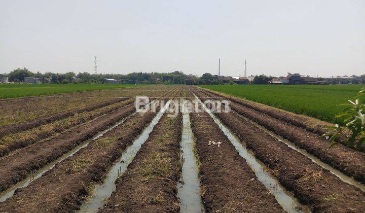 TANAH PERUMAHAN GUDANG TELUKAN SOLO BARU 1