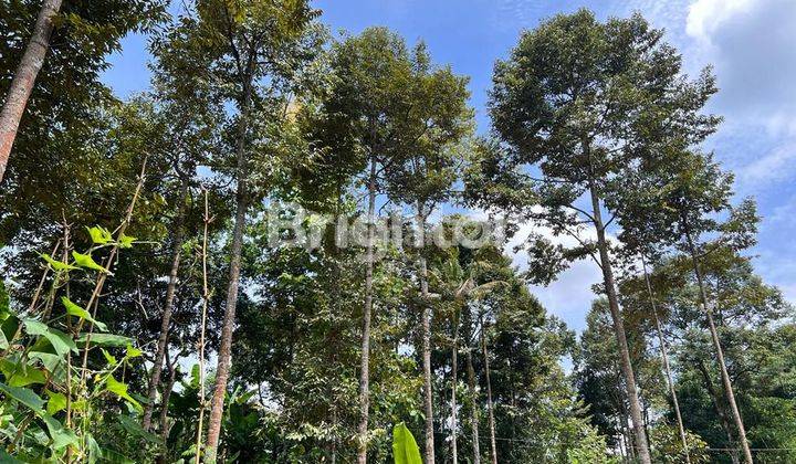 TANAH KEBON DURIAN DI KARANGANYAR 2