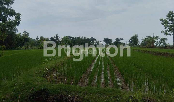 CEPAT TANAH SAWAH DI NGUTER SUKOHARJO 2