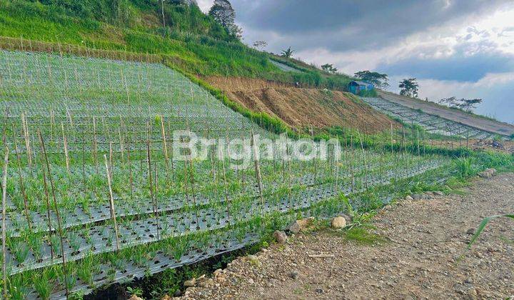 TANAH SIAP BANGUN VILLA VIEW JEMBATAN KACA DAN KEBUN TEH 2