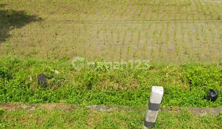 Cheap Land Near Sragen Toll Gate